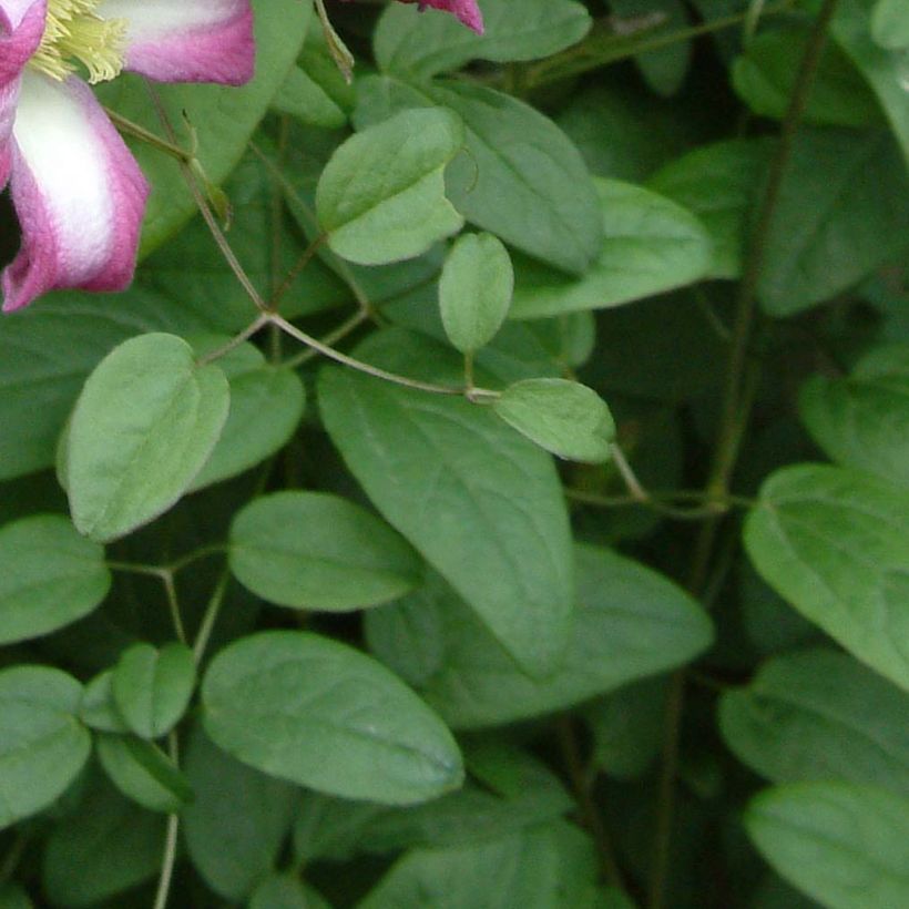 Clematis x texensis Odoriba (Foliage)