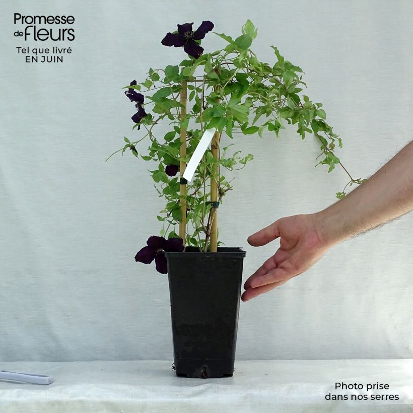 Clematis viticella Dark Eyes 1.5L/2L pot sample as delivered in summer