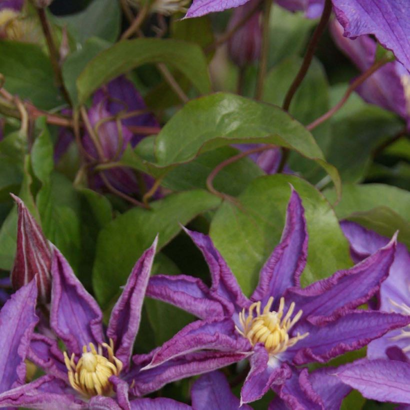 Clematis Palette (Foliage)