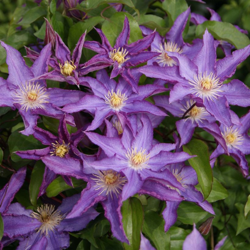 Clematis Palette (Flowering)