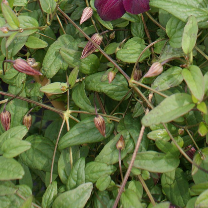 Clematis viticella Royal Velours (Foliage)