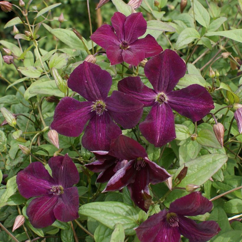 Clematis viticella Royal Velours (Flowering)