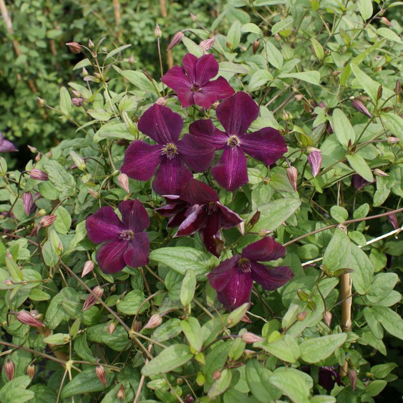 Clematis viticella Royal Velours (Plant habit)