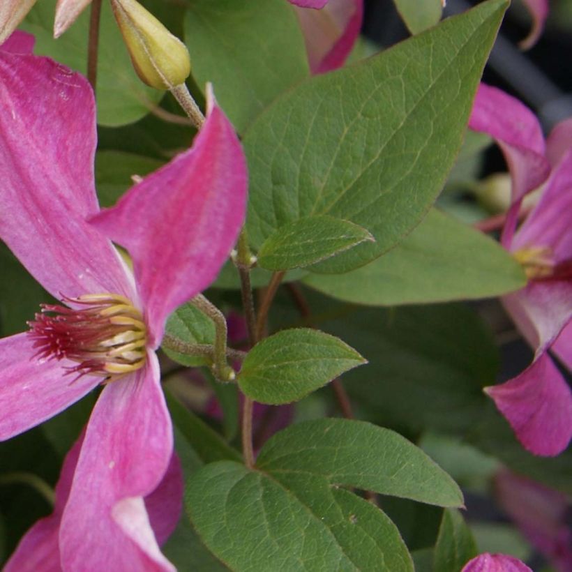 Clematis x viticella Wonderful (Foliage)