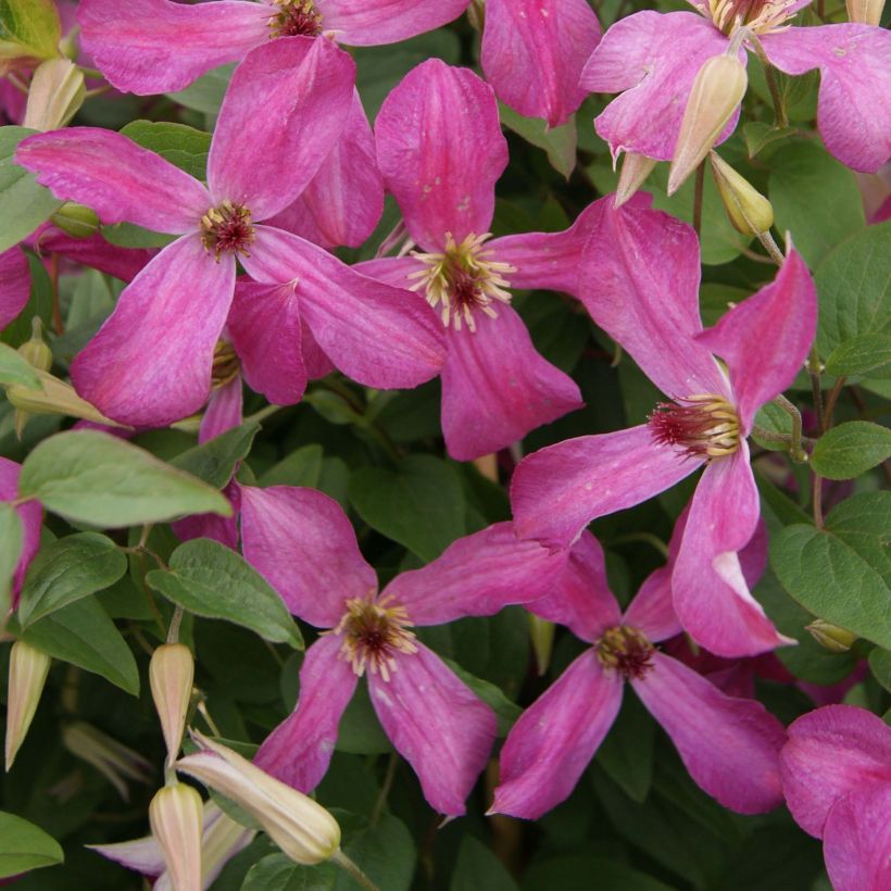 Clematis x viticella Wonderful (Flowering)