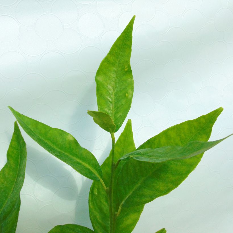 Clementine Tree - Citrus clementina (Foliage)