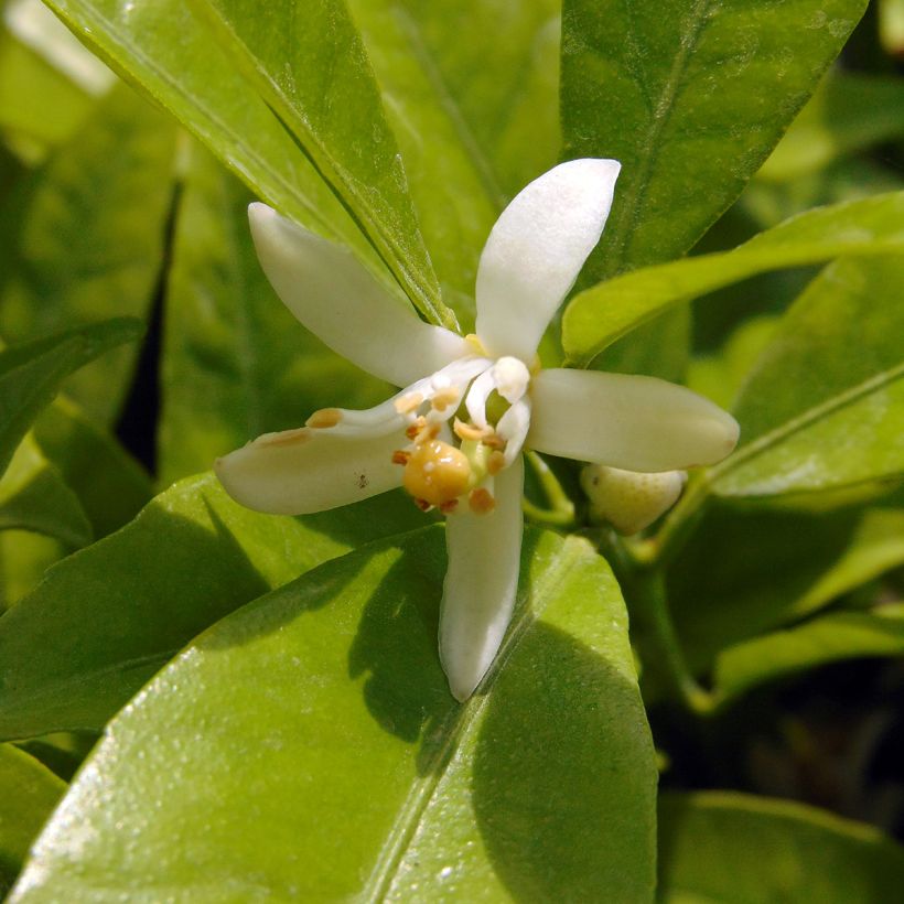 Clementine Tree - Citrus clementina (Flowering)