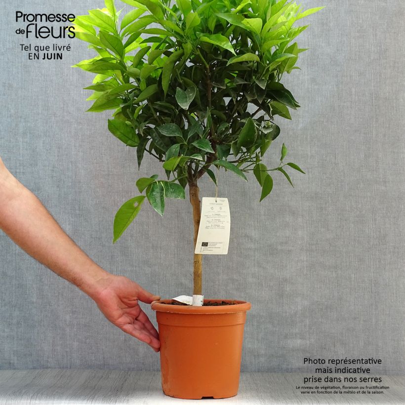 Clementine Tree - Citrus clementina 4L/5L pot, Quarter standard sample as delivered in summer
