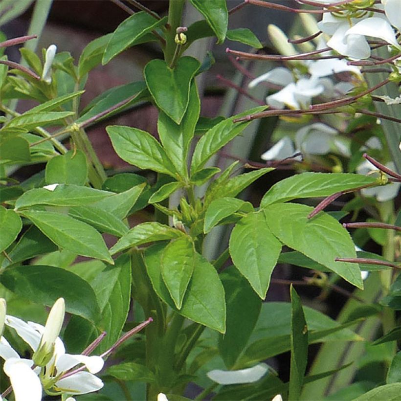 Cleome Señorita Blanca (Foliage)