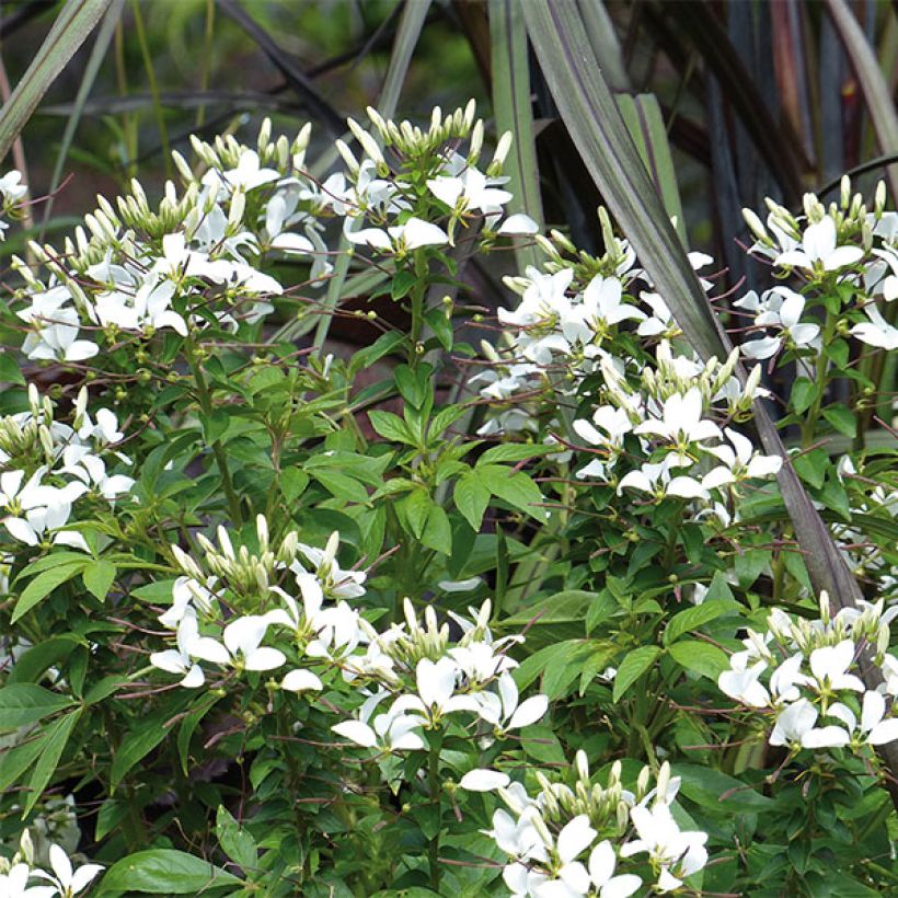 Cleome Señorita Blanca (Flowering)