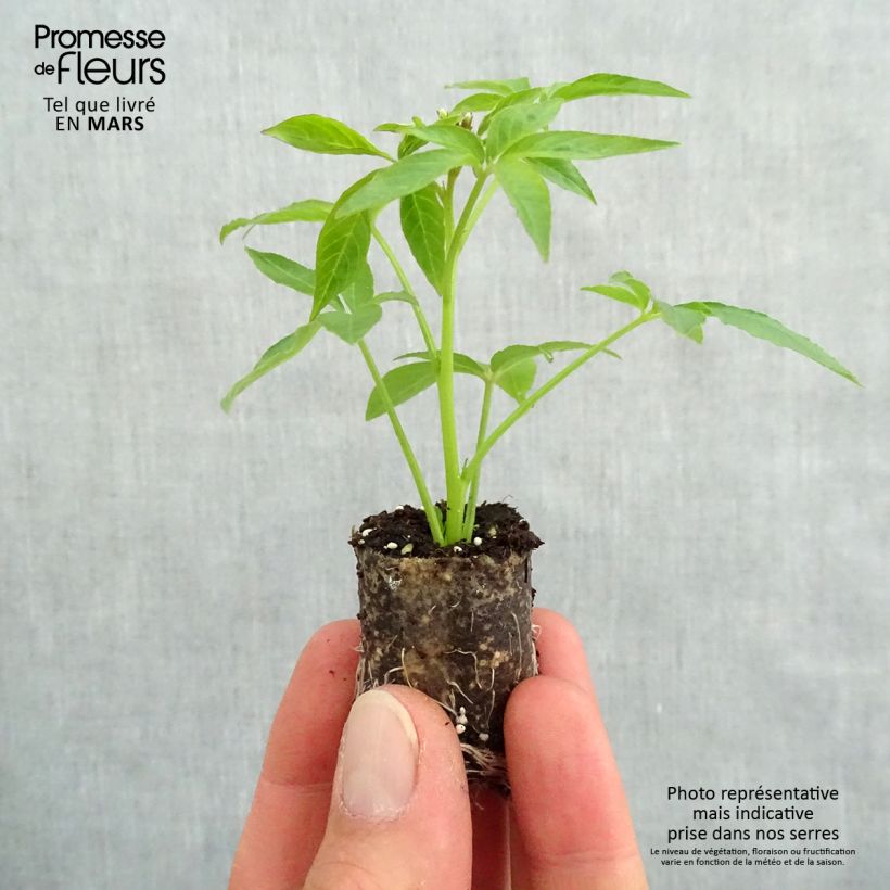 Cleome Señorita Blanca Plug plant 3/4cm sample as delivered in spring