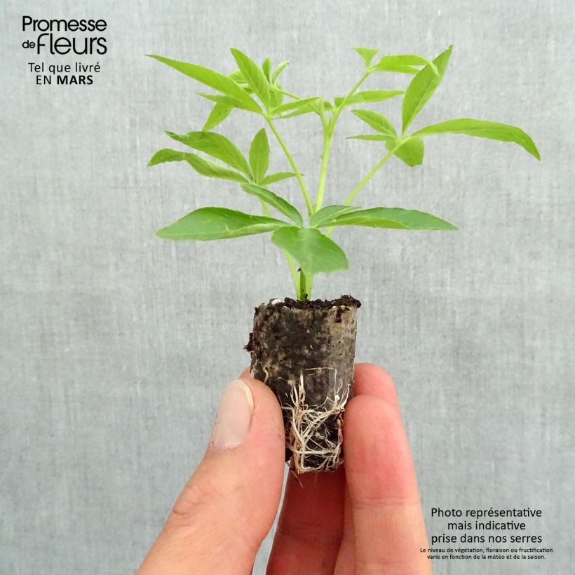 Cleome Señorita Carolina Plug plant 3/4cm sample as delivered in spring