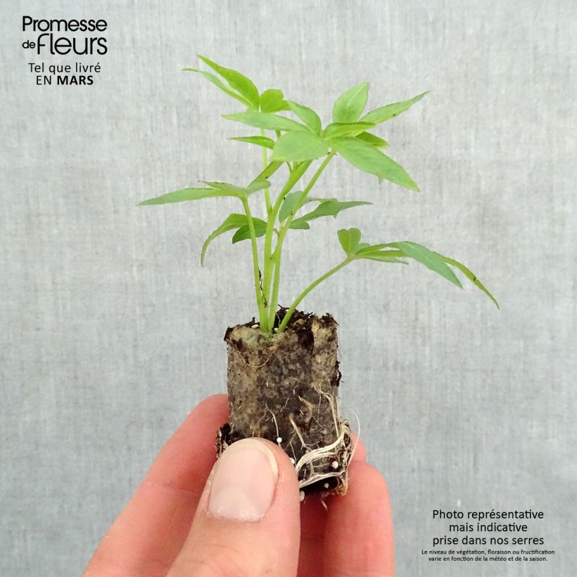 Cleome Señorita Rosalita Plug plant 3/4cm sample as delivered in spring