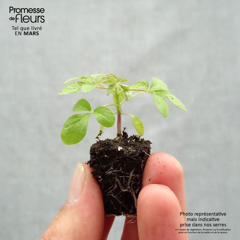 Cleome hassleriana Sparkler 2.0 Blush - Spider flower Plug plant 1.5/2.5 cm sample as delivered in spring