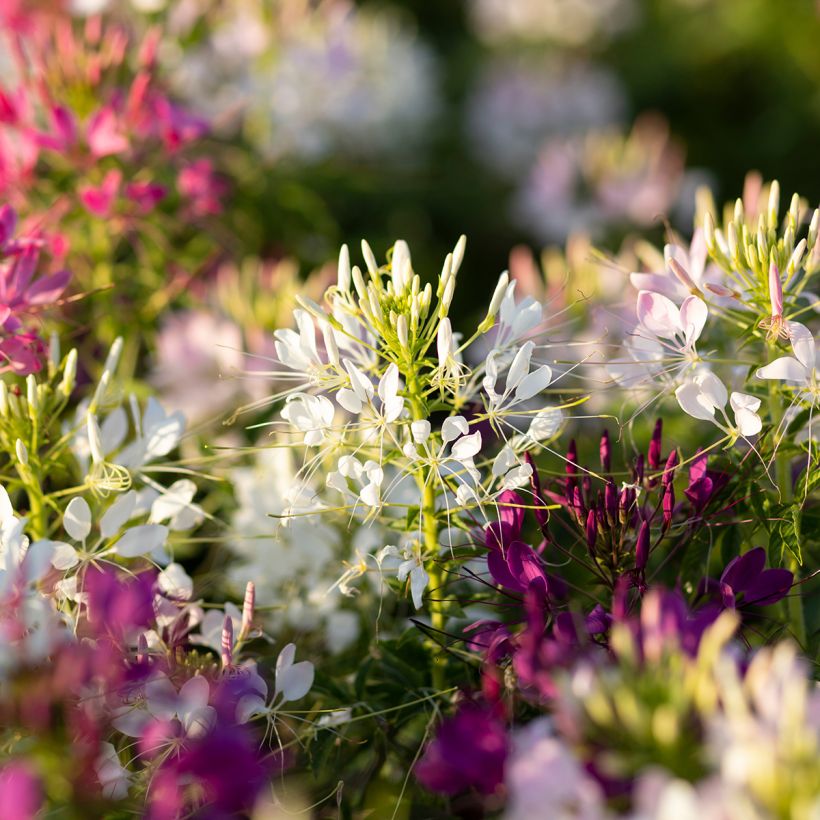 Cleome hassleriana Sparkler 2.0 White - Spider flower (Flowering)