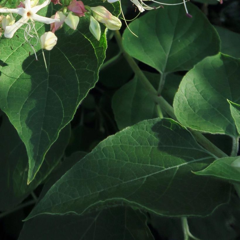 Clerodendrum trichotomum Fargesii (Foliage)