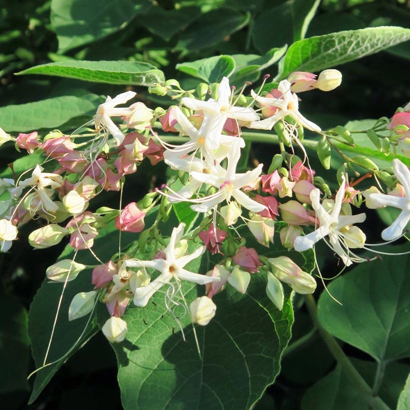 Clerodendrum trichotomum Fargesii (Flowering)