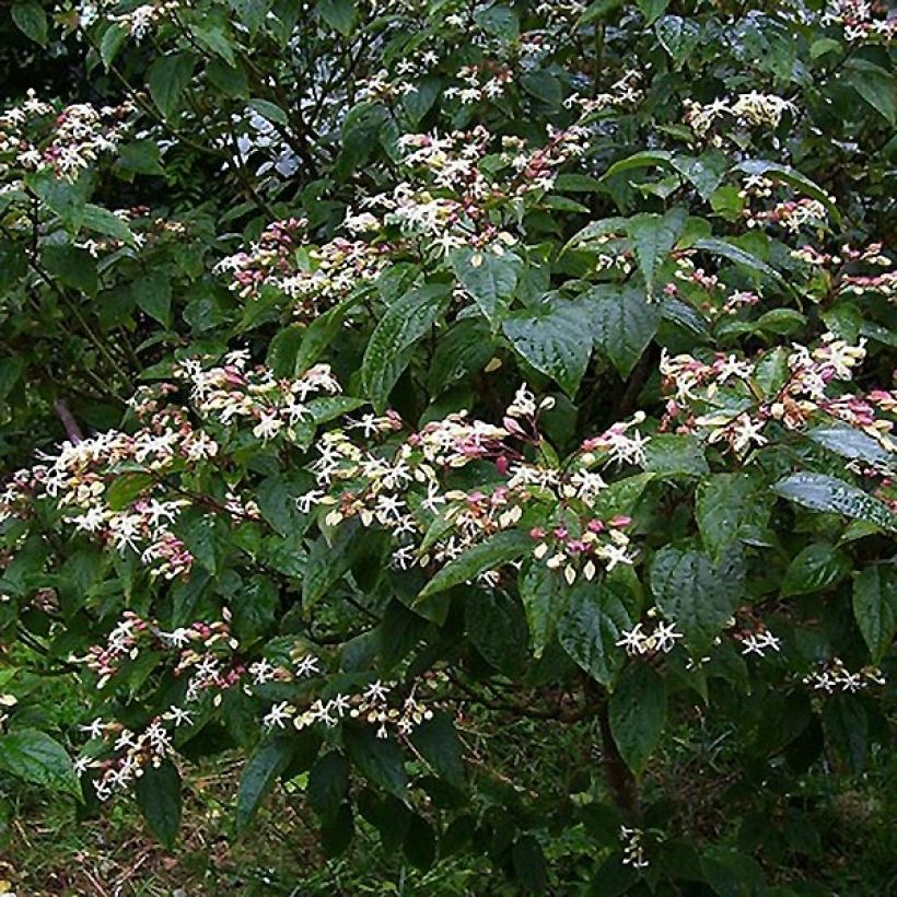 Clerodendrum trichotomum Fargesii (Plant habit)