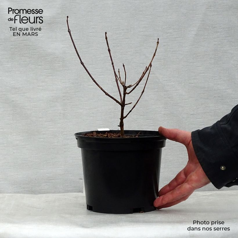 Clerodendrum trichotomum Variegatum 3L/4L pot sample as delivered in spring