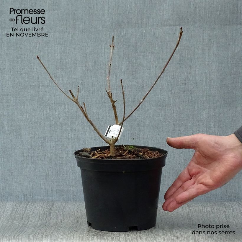 Clerodendrum trichotomum Variegatum 3L/4L pot sample as delivered in autumn