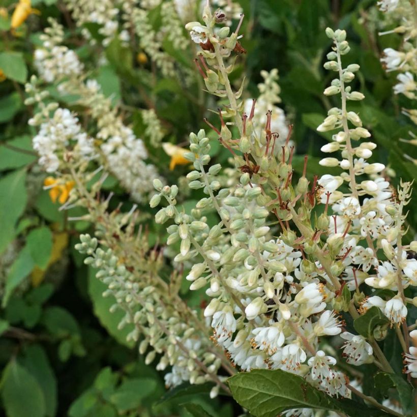 Clethra alnifolia Anne Bidwell (Flowering)