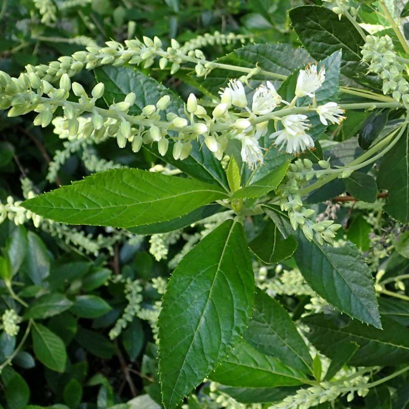 Clethra alnifolia Hummingbird (Foliage)