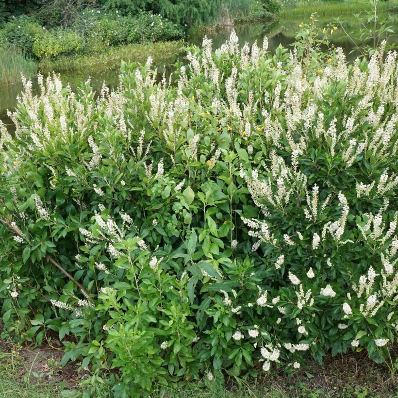 Clethra alnifolia Hummingbird (Plant habit)