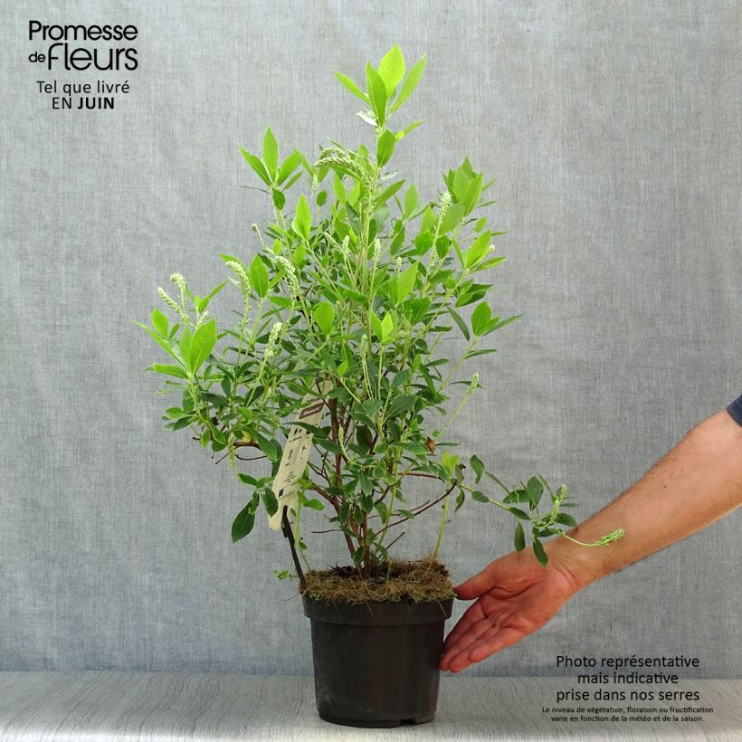 Clethra alnifolia Hummingbird 3L/4L pot sample as delivered in summer
