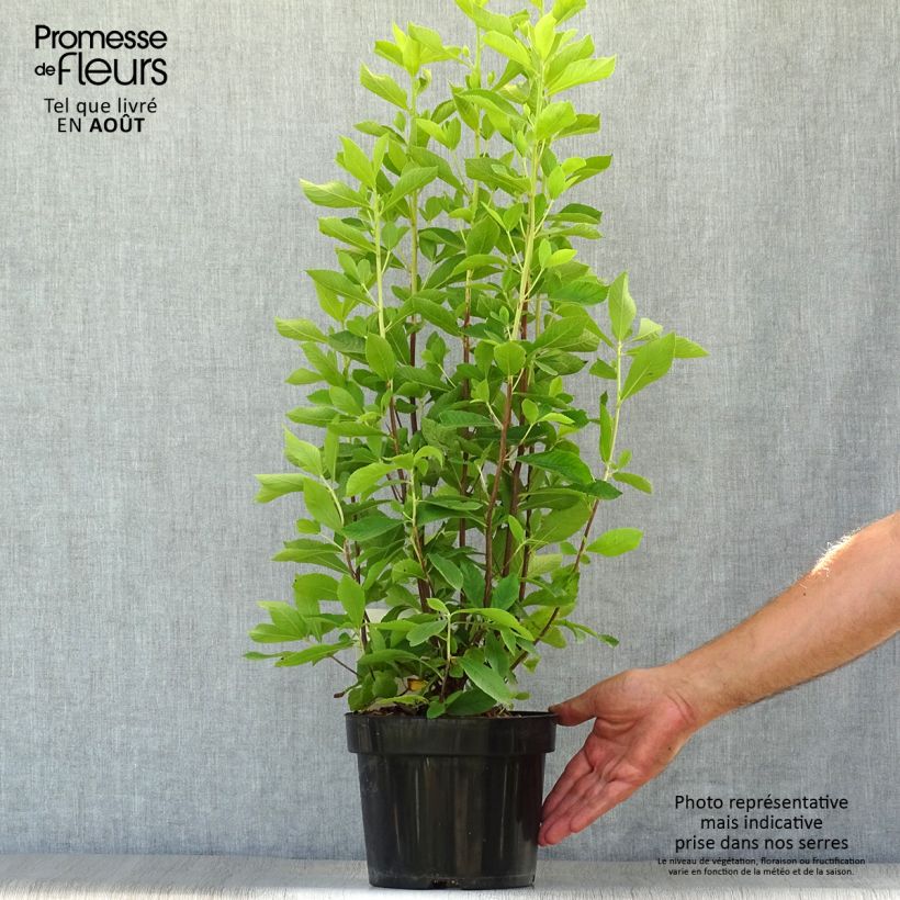 Clethra alnifolia Ruby Spice 3L/4L pot sample as delivered in summer