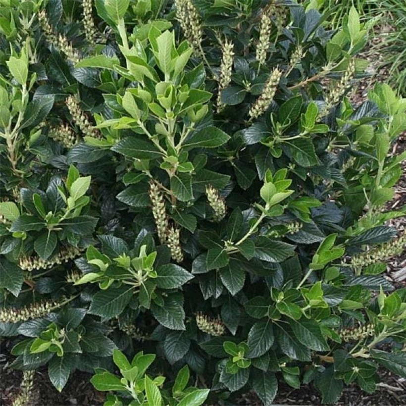 Clethra alnifolia Sixteen Candles (Foliage)