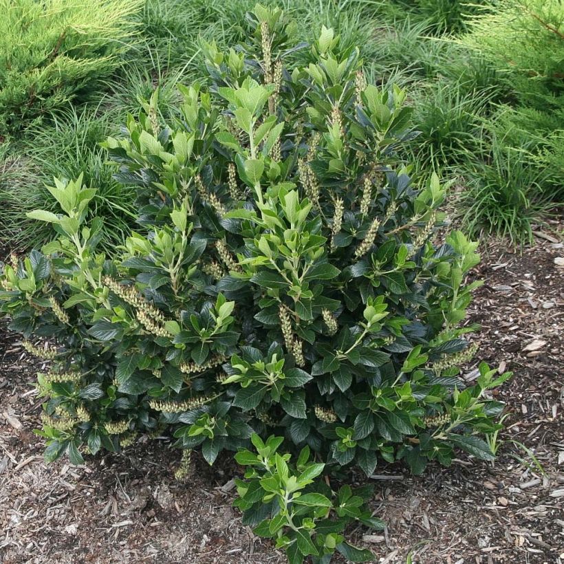 Clethra alnifolia Sixteen Candles (Plant habit)