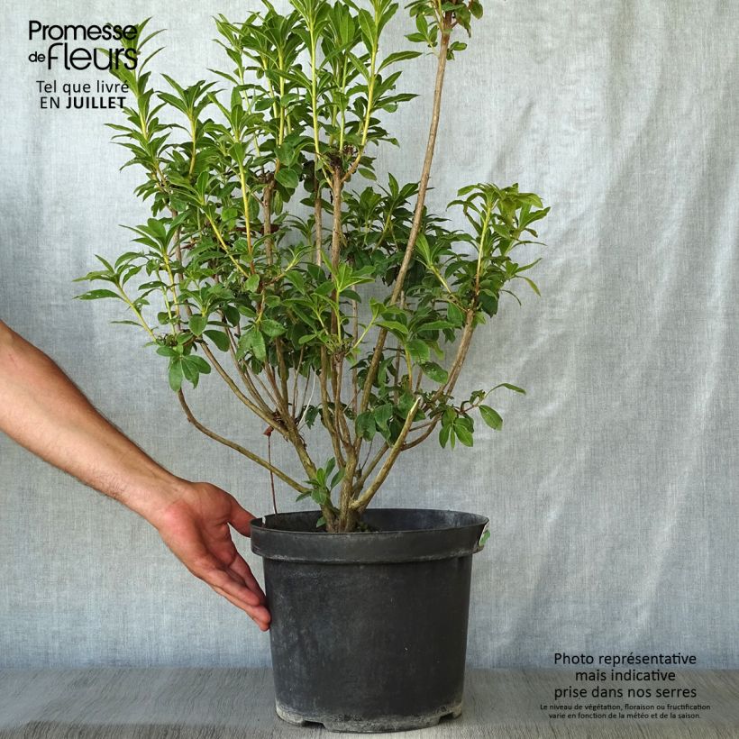 Clethra alnifolia Sixteen Candles 7.5L/10L pot sample as delivered in summer