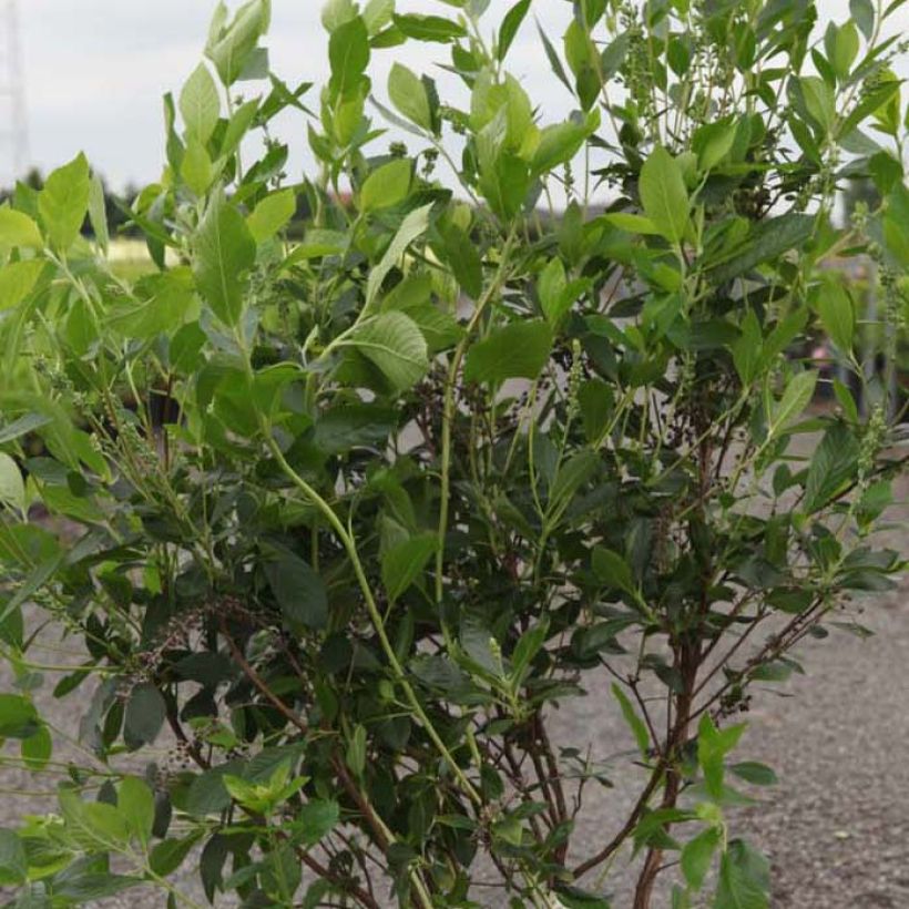 Clethra alnifolia Vanilla Spice (Foliage)