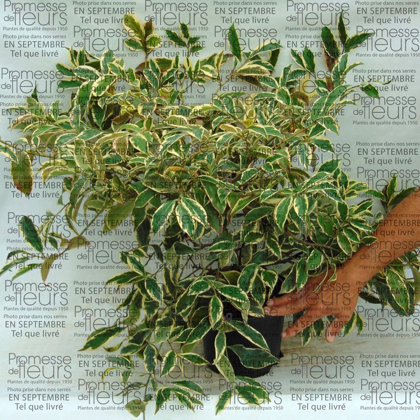 Example of Cleyera japonica Variegata specimen as delivered