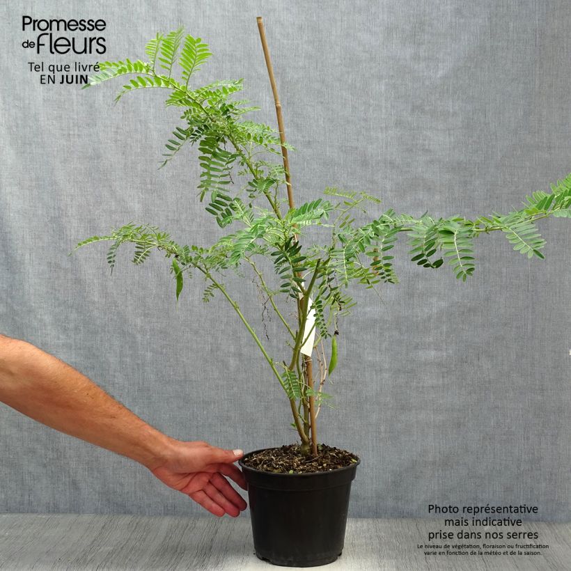 Clianthus puniceus Flamingo 3L/4L pot sample as delivered in summer