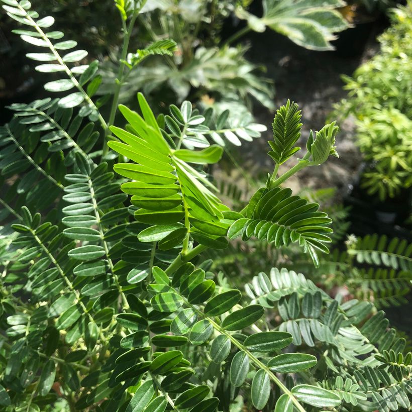 Clianthus puniceus Flamingo (Foliage)