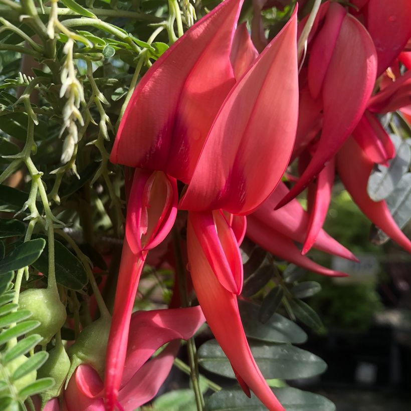 Clianthus puniceus Flamingo (Flowering)