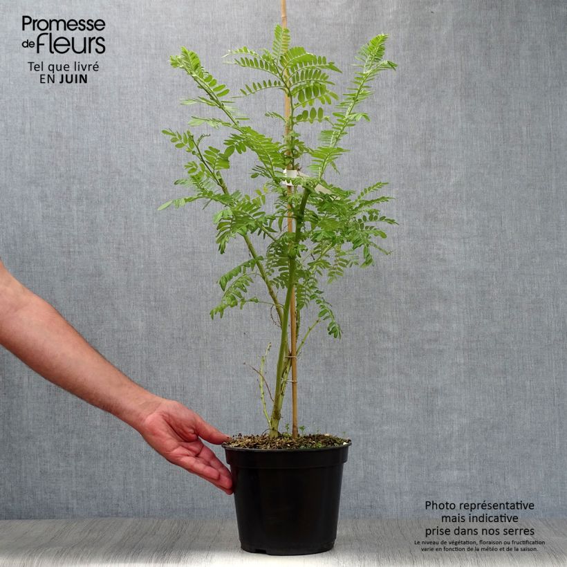 Clianthus puniceus Kaka King 4L/5L pot sample as delivered in summer