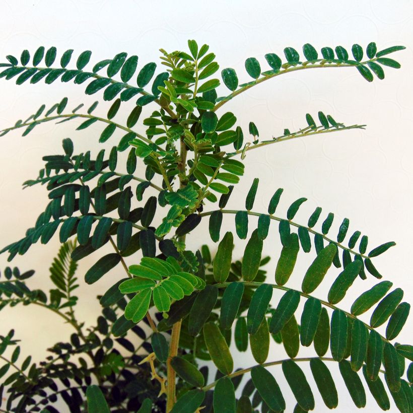 Clianthus puniceus White Heron (Foliage)