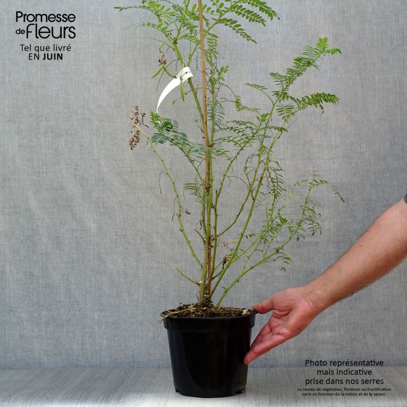 Clianthus puniceus White Heron 3L/4L pot sample as delivered in summer