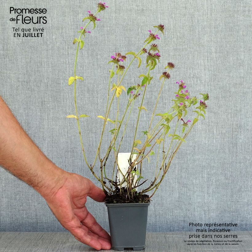 Clinopodium vulgare 8/9 cm pot sample as delivered in summer