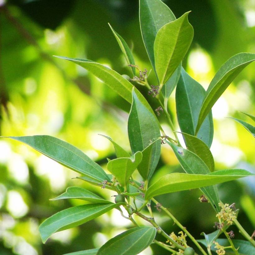 Cocculus laurifolius (Foliage)