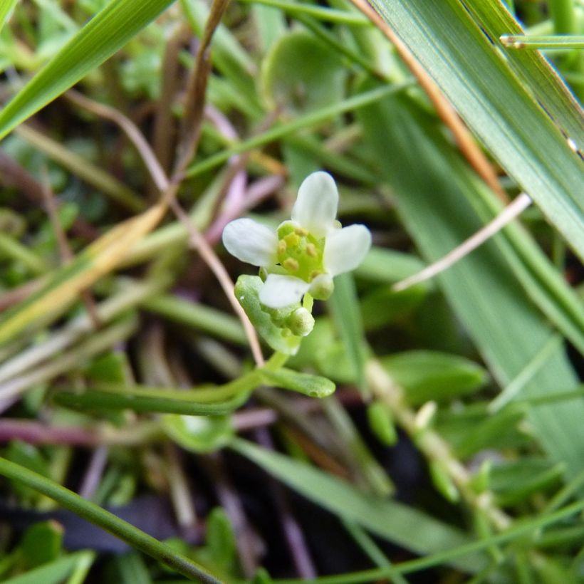 Cochlearia officinalis  (Flowering)