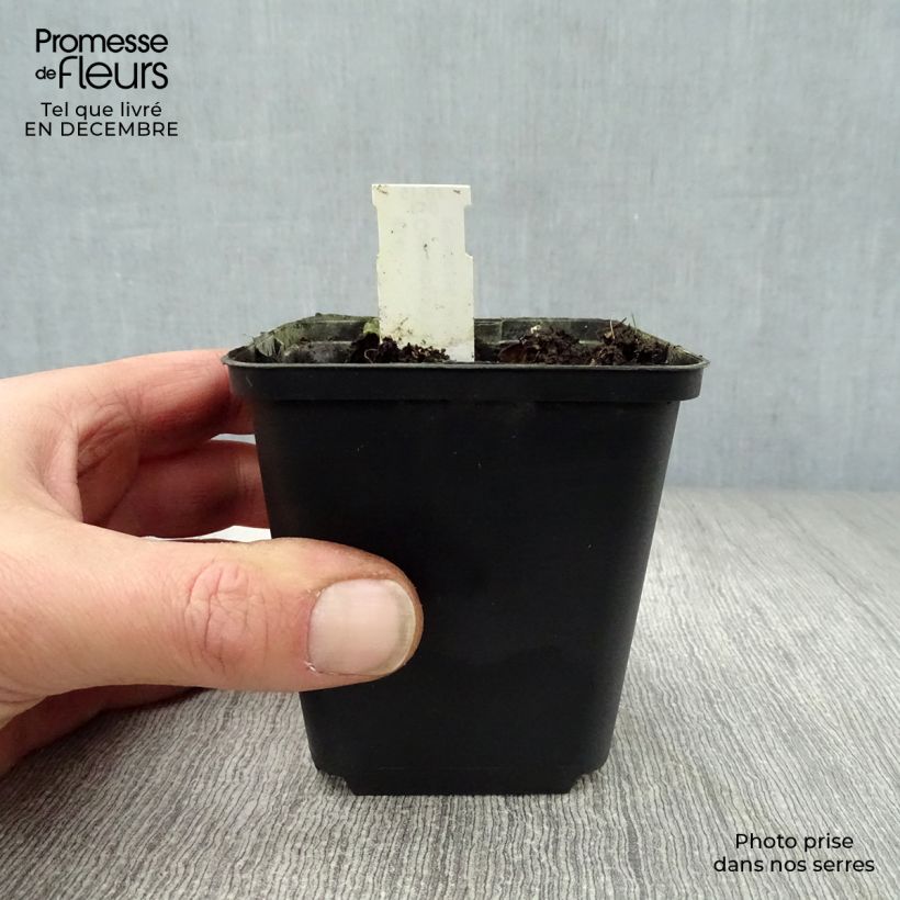 Codonopsis clematidea 8/9 cm pot sample as delivered in winter