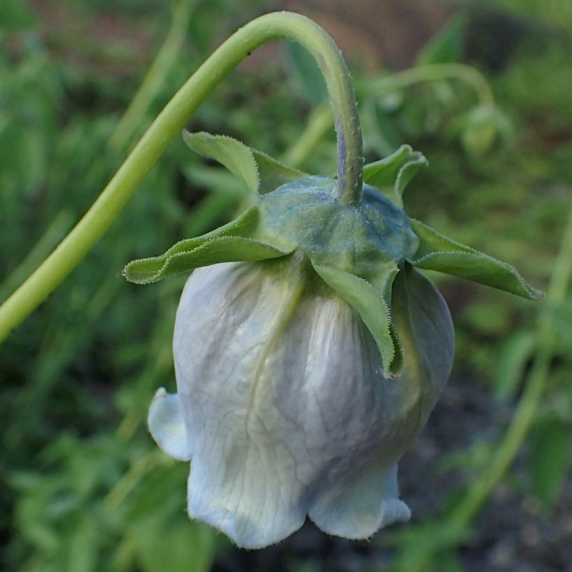 Codonopsis ovata (Flowering)