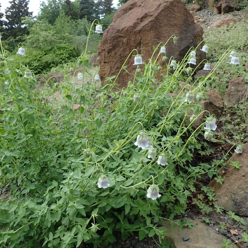 Codonopsis ovata (Plant habit)