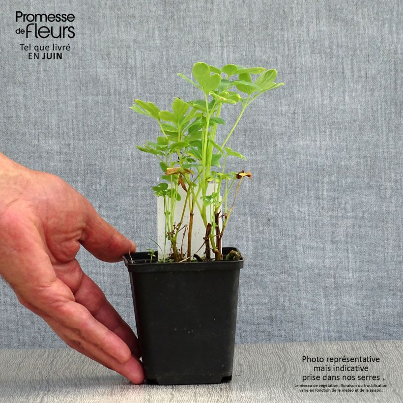 Dicentra spectabilis Alba 8/9 cm pot sample as delivered in summer