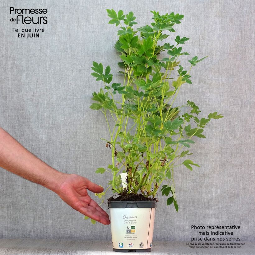 Dicentra spectabilis Alba 2L/3L pot sample as delivered in summer