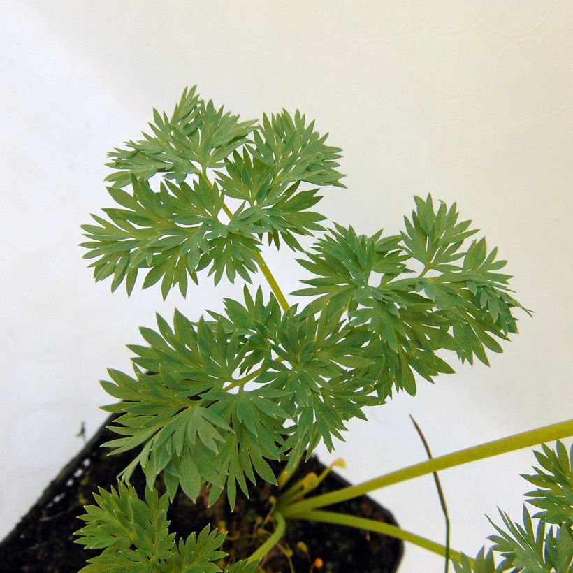 Dicentra Ivory Hearts (Foliage)