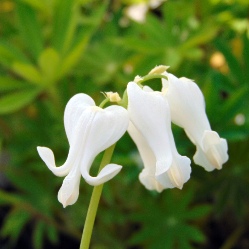 Dicentra Ivory Hearts (Flowering)
